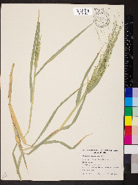Panicum decompositum image