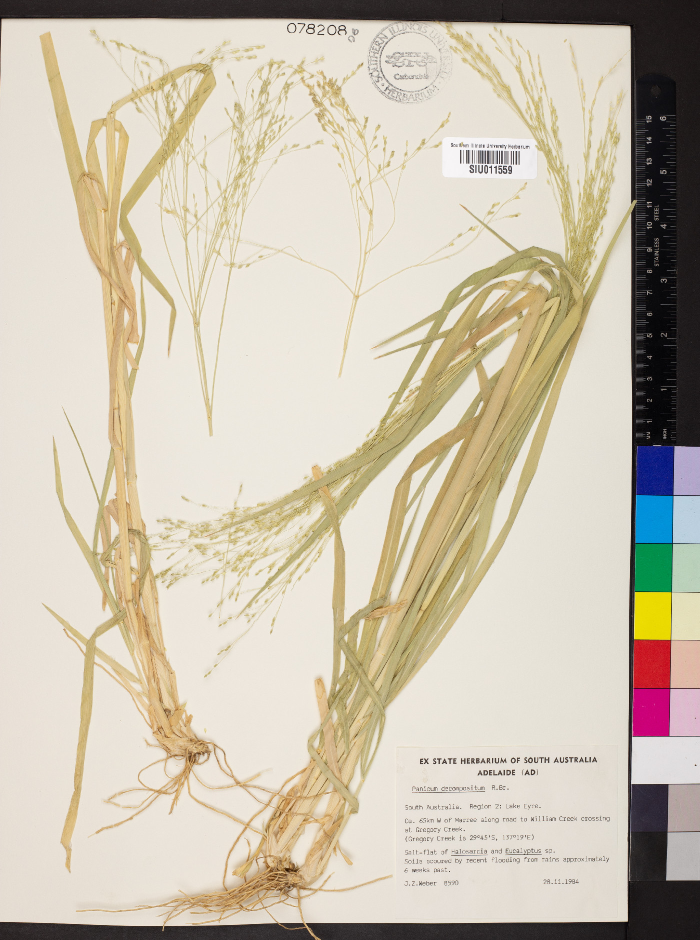 Panicum decompositum image