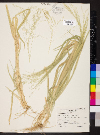 Panicum decompositum image