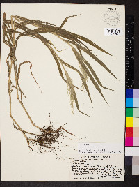 Panicum torridum image