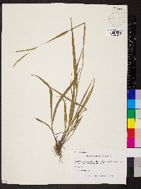 Paspalum setaceum var. ciliatifolium image