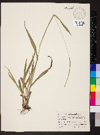 Paspalum setaceum var. ciliatifolium image