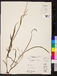 Paspalum setaceum var. ciliatifolium image