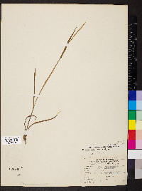 Paspalum setaceum var. ciliatifolium image