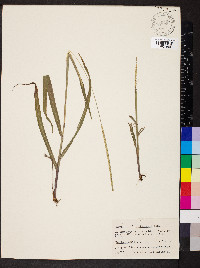 Paspalum setaceum var. ciliatifolium image