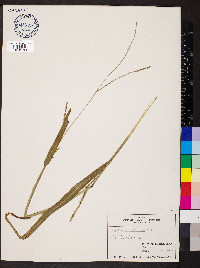 Paspalum setaceum var. ciliatifolium image