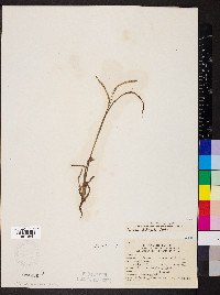 Paspalum setaceum var. ciliatifolium image