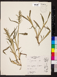 Paspalum fluitans image