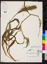 Paspalum fluitans image