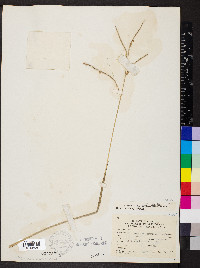 Paspalum laeve image