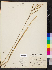 Paspalum laeve image