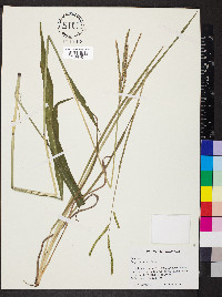 Paspalum laeve image