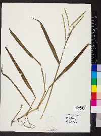 Paspalum pubiflorum image