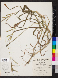 Paspalum pubiflorum image