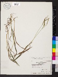 Paspalum pubiflorum image