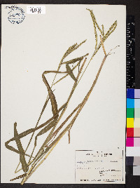Paspalum pubiflorum image