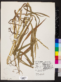 Paspalum pubiflorum image