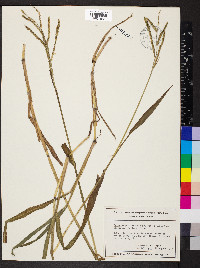 Paspalum pubiflorum image