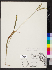 Paspalum pubiflorum image