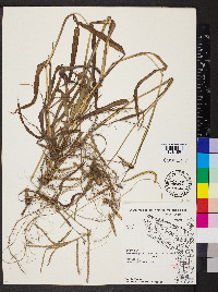 Paspalum pubiflorum image