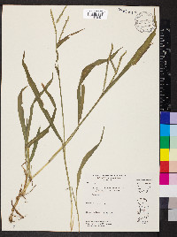 Paspalum pubiflorum image