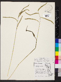 Paspalum pubiflorum image