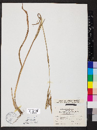 Paspalum pubiflorum image