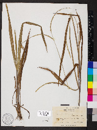 Paspalum setaceum var. ciliatifolium image