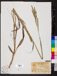 Paspalum floridanum var. glabratum image