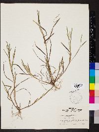 Paspalum dissectum image