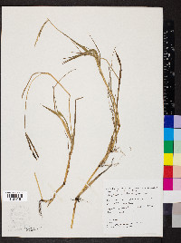 Paspalum distichum image