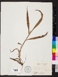 Paspalum laeve image