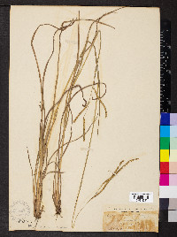 Paspalum laeve image