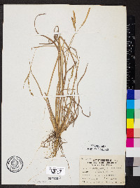 Paspalum laeve var. circulare image