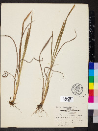 Paspalum laeve image