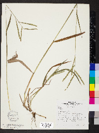 Paspalum laeve image