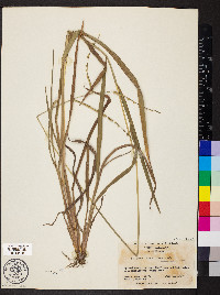 Paspalum longipilum image