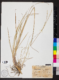 Paspalum notatum image