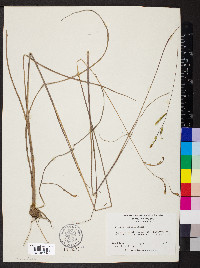 Paspalum praecox image