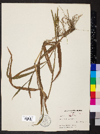 Paspalum pubiflorum image