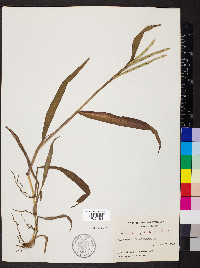 Paspalum pubiflorum image