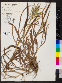 Paspalum pubiflorum image