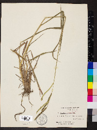 Paspalum pubiflorum image