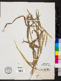 Paspalum pubiflorum image