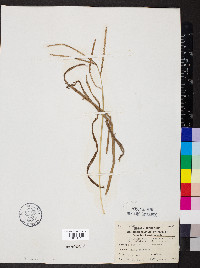 Paspalum pubiflorum image