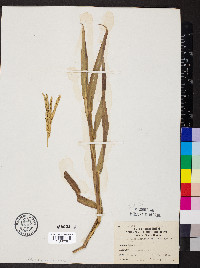 Paspalum pubiflorum image