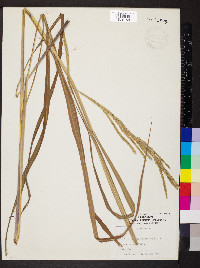 Paspalum urvillei image