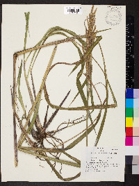 Paspalum urvillei image