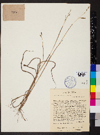 Image of Paspalum crustarium