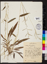 Paspalum malacophyllum image